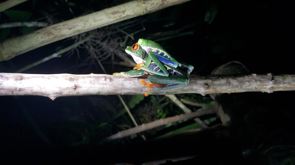 Hotel Tangara Arenal B&B La Fortuna Eksteriør billede