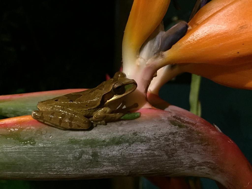 Hotel Tangara Arenal B&B La Fortuna Eksteriør billede